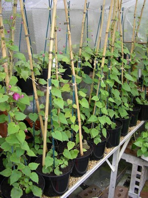 Rhodochitons growing